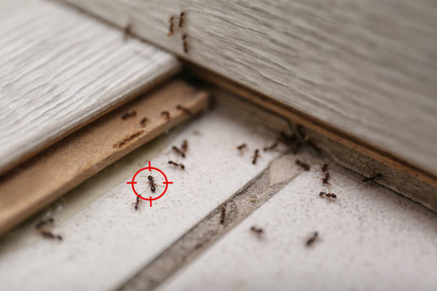 Best Ant Control Services  in Defuniak Springs, FL